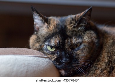 Tortoiseshell cat resting  her face on a brown cushion looking at the camera