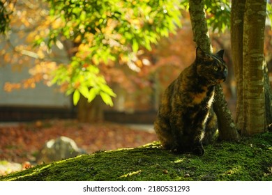 1 508件の Karesansui の画像 写真素材 ベクター画像 Shutterstock