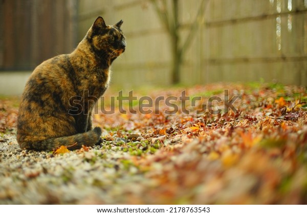 A tortoiseshell cat sitting in Japanese garden at\
autumn leaves season