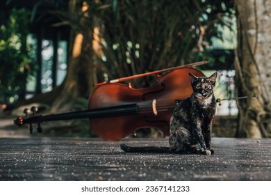 The Tortoiseshell cat sitting on the ground in front of the violin - Shutterstock ID 2367141233