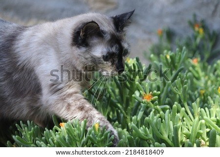 Tortoiseshell Cat stroling through some plants.
