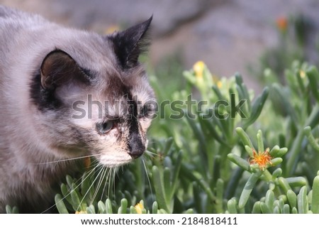Tortoiseshell Cat stroling through some plants.
