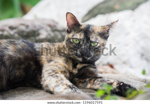 Tortoiseshell Cat Three Colors Cat Calico Miscellaneous Animals