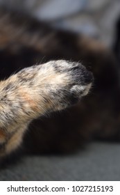 Tortoiseshell cat's paw