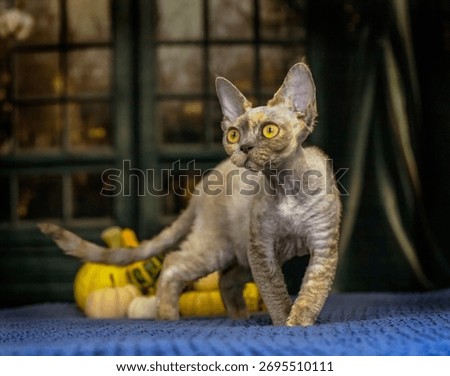 A tortoiseshell Devon Rex cat stands against a backdrop of autumn pumpkins on the wall.