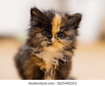 Tortoiseshell kitten looking at camera with curious face