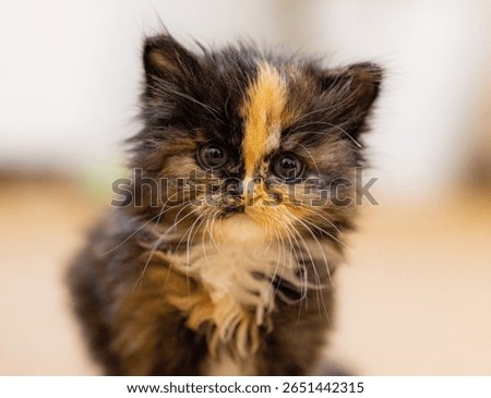 Tortoiseshell kitten looking at camera with curious face
