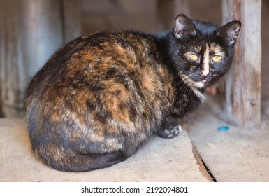 Tortoiseshell Pattern Black And Orange Stray Cat Sitting On Wooden Floorboards