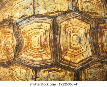 Tortoiseshell Pattern Texture Of Giant Sulcata Tortoise