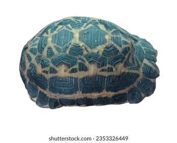 tortoiseshell spider The tortoise from Madagascar classified as a rare turtle endangered with beautiful patterns on the carapace making it a collector's item. - Shutterstock ID 2353326449