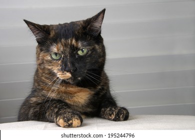Tortoiseshell Tabby Cat sitting at the table waiting for food
