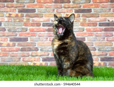 Tortoiseshell Tortie cat laying on grass by brick wall. mouth open widel. Tortoiseshell cats with the tabby pattern as one of their colors are sometimes referred to as a torbie.