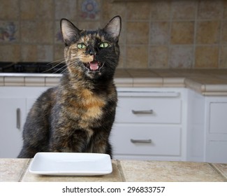 Tortoiseshell or Tortie Tabby cat sitting at the counter with an empty plate waiting for food. Mouth open looks like talking.