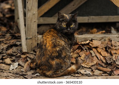 Tortoiseshell Torty fluffy cat sitting on the street countryside