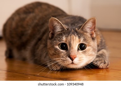 Tortoiseshell-tabby cat prepares to jump onto something she is stalking