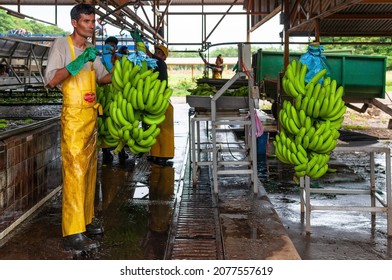 TORTUGUERO, COSTA RICA - APRIL 3, 2012: Nicaraguan Worker On Banana Plantation Cleaning Fresh Harvested Bananas.