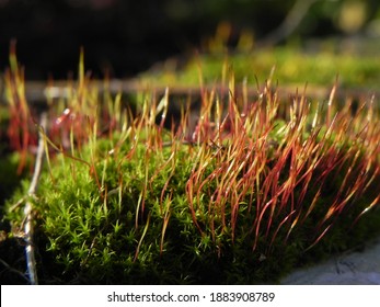 Tortula Muralis Sporophyte And Gametophyte In A Sunlight