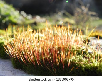 Tortula Muralis Sporophyte And Gametophyte In A Sunlight