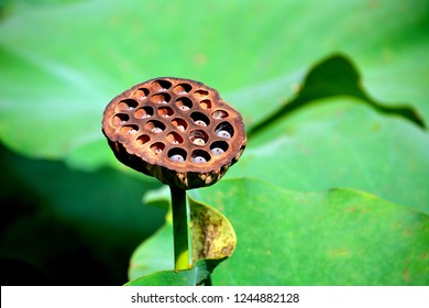 140 Torus lotus flower Images, Stock Photos & Vectors | Shutterstock