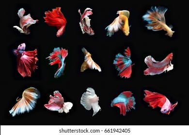 Total Beautiful Fighting Fish.