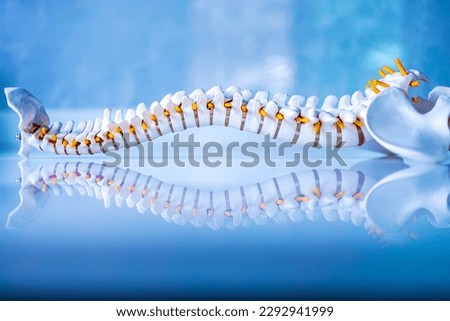Total human spine skeleton model with beautiful reflection on glass table.Cervical, thoracic and lumbar spine to sacrum.Doctor in the orthopedic unit uses it for patient education before surgery.