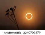 total solar eclipse against dry herbal background
