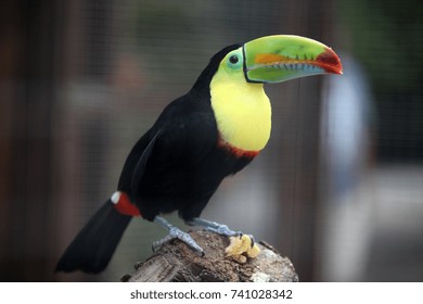 toucan
