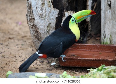 toucan
