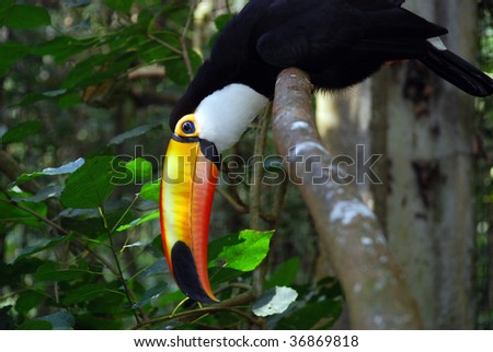 Toucan