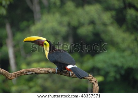 Toucan