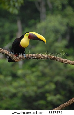 Toucan