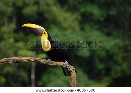 Toucan