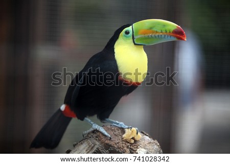toucan
