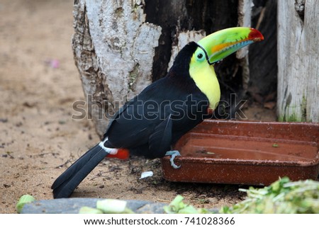 toucan
