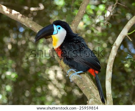 Toucan Bird