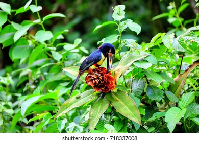 Toucan Bird Costa Rica