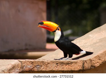 Toucan Bird Eating A Nut