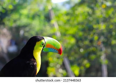 A Toucan Bird Looks Out Over The Colombian Jungle