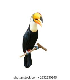 Toucan Bird On A Branch Isolated On White