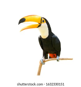 Toucan Bird On A Branch Isolated On White