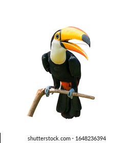 Toucan bird in tree branch on white isolated background