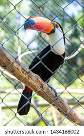 Toucan Bird At Zoo In Manaus Brazil