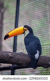 Toucan birds standing on the tree at exotic zoo - Shutterstock ID 2298265533