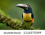 Toucan Collared Aracari, Pteroglossus torquatus, bird with big bill. Toucan sitting on the moss branch in the forest, Boca Tapada, Costa Rica. Nature travel in central America.