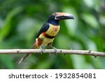 Toucan Collared Aracari, Pteroglossus torquatus, bird with big bill. Toucan sitting on the moss branch in the forest, Boca Tapada, Costa Rica. Nature travel in central America