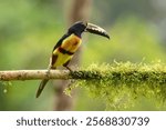 Toucan Collared Aracari, Pteroglossus torquatus, bird with big bill. Toucan sitting on the moss branch in the forest, Boca Tapada, Costa Rica. Nature travel in central America