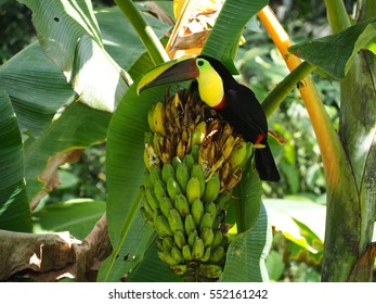 Toucan Eating Bananas