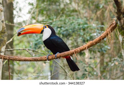 Toucan Eating. Brazil.