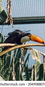 
Toucan Eating On Branch Forest