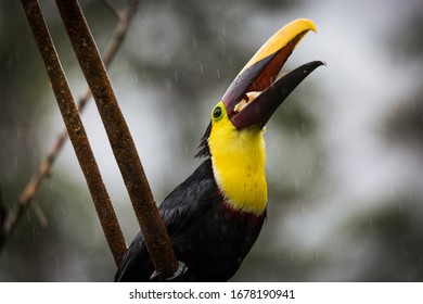 A Toucan Eating Some Fruit